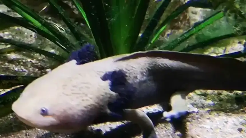 Axolotl Aquazoo